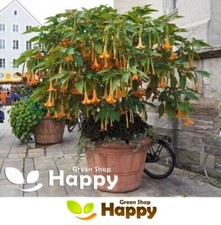 ANGEL'S TRUMPETS DOUBLE ORANGE 6 SEEDS - Datura brugmansia Tropical woody shrub
