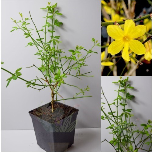 Winter jasmine jasminum - winter,