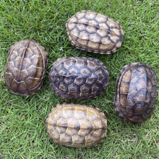 wholesale Taxidermy 5pcs Freshwater turtle shell Real Animal Specimen 9-11cm