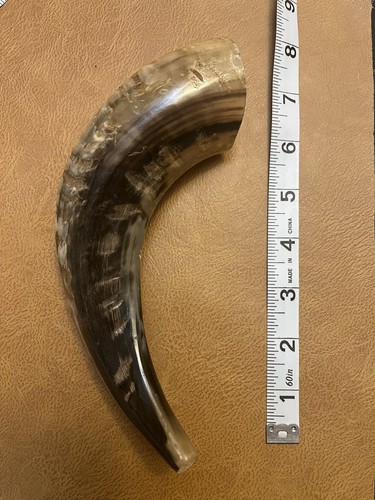 Rams horn polished - horn, polished.