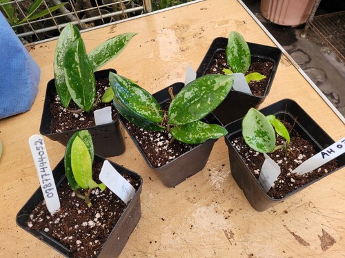 Hoya 074 small rooted cut - small,