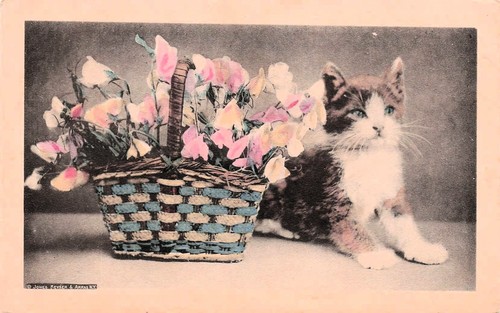 Cat kitten woven - woven, splint