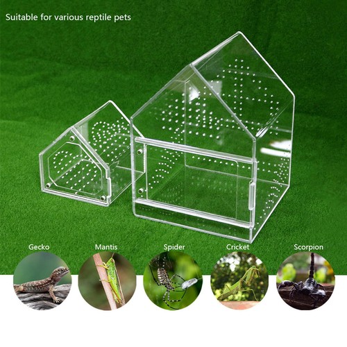 Jumping spider enclosure - spider,