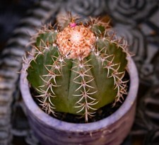 Melocactus mantanzanus Cactus