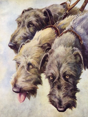 Irish wolfhound vintage 1934 - vintage,