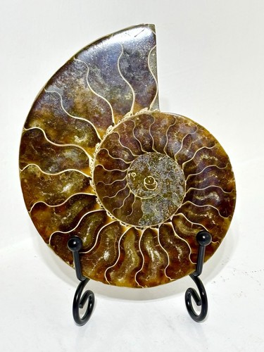 Large ammonite madagascan - large,