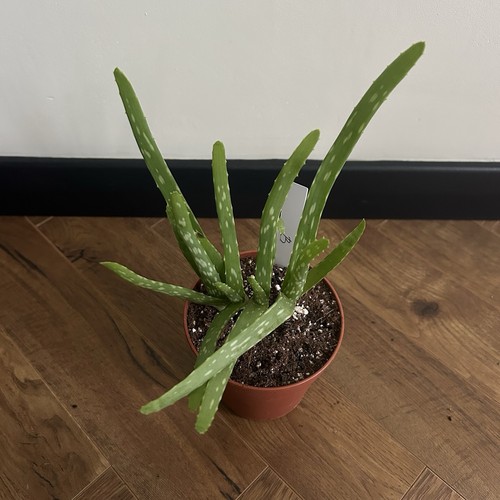 Aloe vera plant potted indoors - vera,