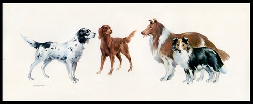 English irish setters rough - irish,