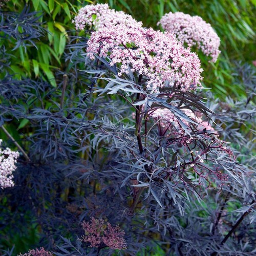 Sambucus nigra black lace - sambucus,