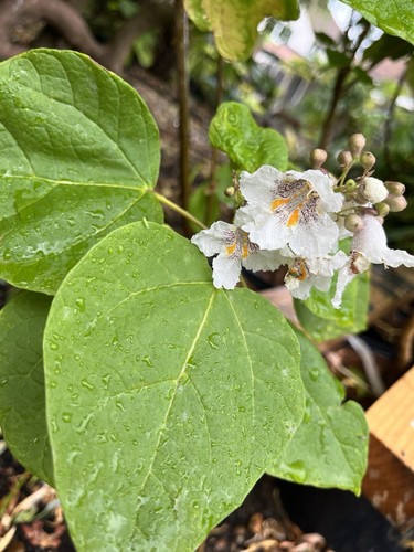 Catalpa bignonioides aurea - bignonioides,