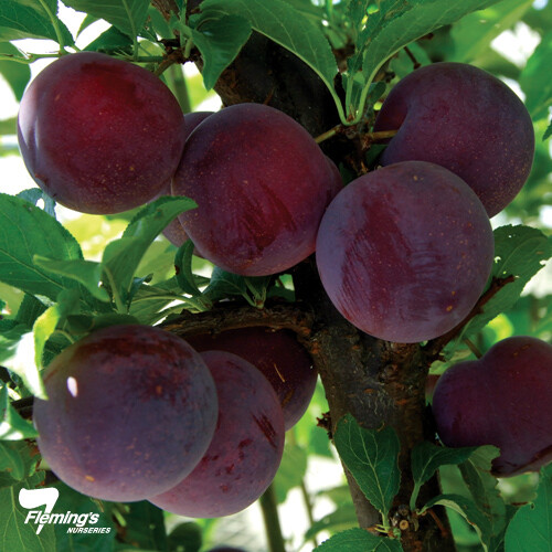 Seed red cherry plum - 1,