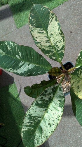 Frangipani plumaria plant - plumaria,
