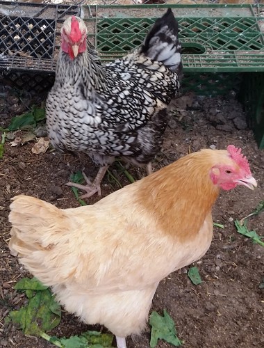 Fertile chicken hatching - fertile,