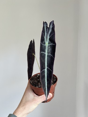 Alocasia longiloba purple - longiloba,