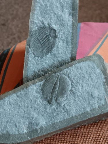 British fossil trilobite - british,