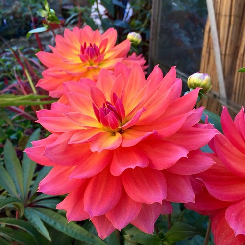 Dahlia firepot pot - firepot,