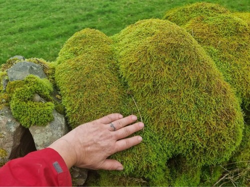 Komodo natural moss mat - komodo,