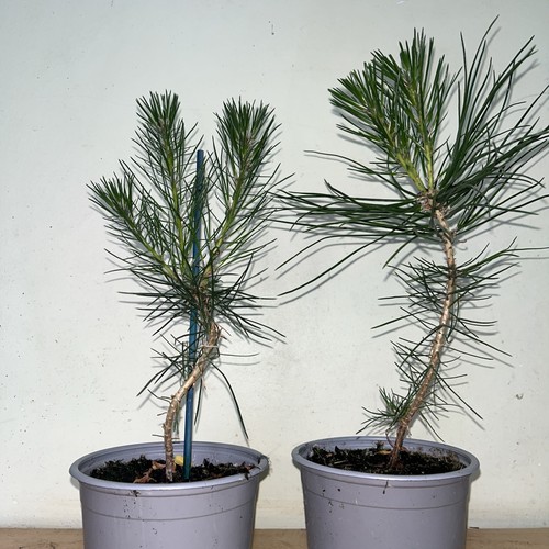 Black pine tree bonsai starter - pine,