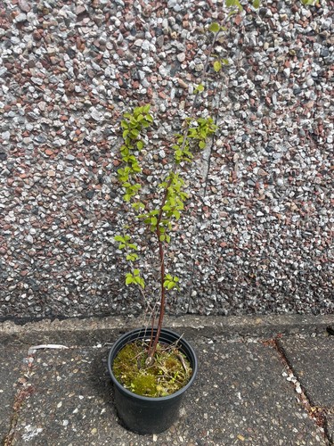 Cherry plum tree prunus - cherry,