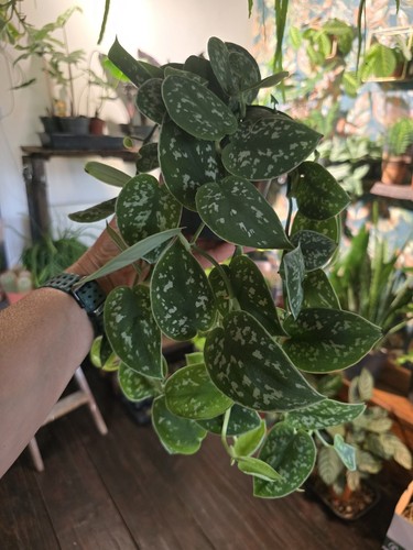 Scindapsus pictus argyraeus - scindapsus, 'argyraeus'