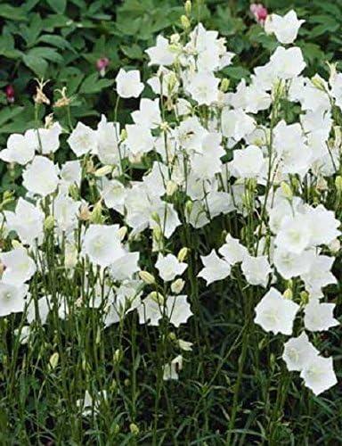 Campanula persicifolia takion - persicifolia, 'takion