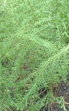 Dryopteris filix-mas 'Linear