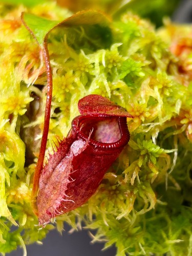 Seedgrown nepenthes - seedgrown,