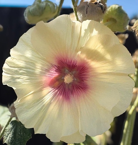 Hollyhock giant single mixed - hollyhock,