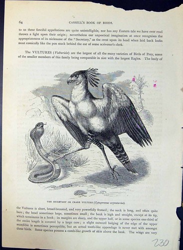 Antique old print secretary - antique,