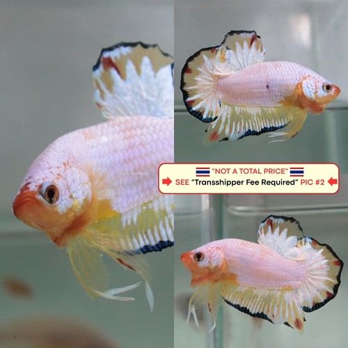 Live betta fish - (thailand), --