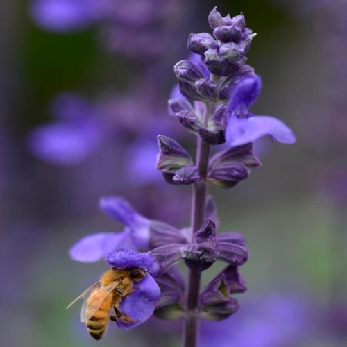 Salvia big blue - plant, plugs
