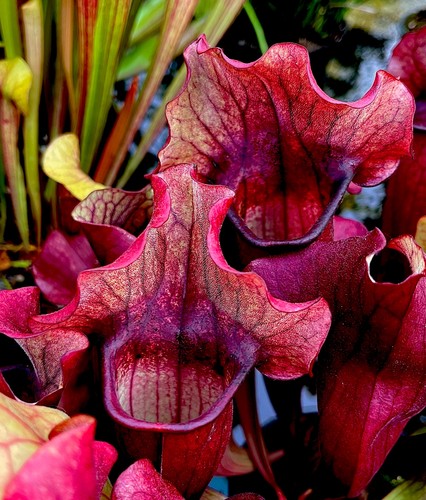 Sarracenia true blood rare - blood,