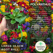 Large Plants - Polyanthus