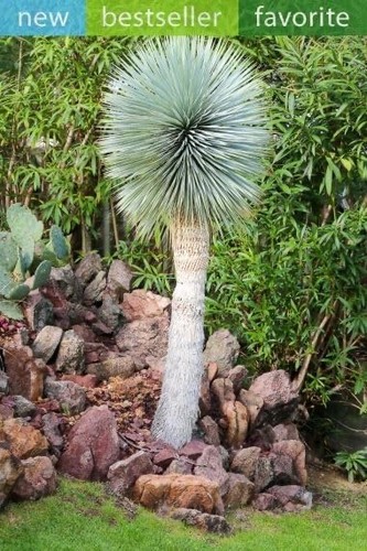 Beaked yucca tree seeds for - yucca,