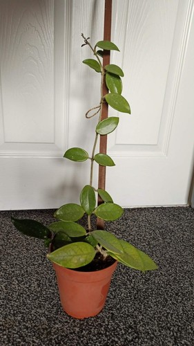 Hoya carnosa wax plant pink - hoya,