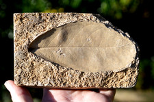 #11 , AMAZING & RARE fossil