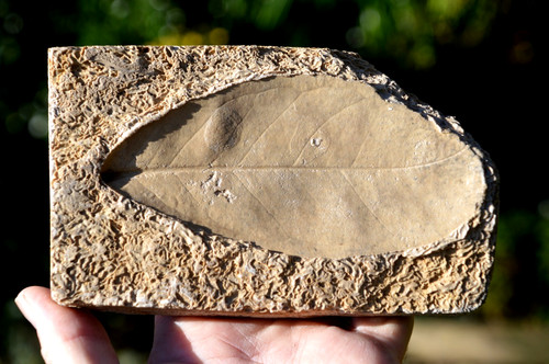 Amazing rare fossil - amazing,
