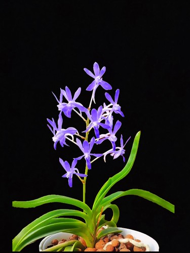 Vandachostylis charm blue - charm, ‘blue