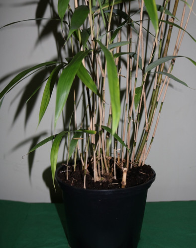 Fishing pole bamboo - pole,