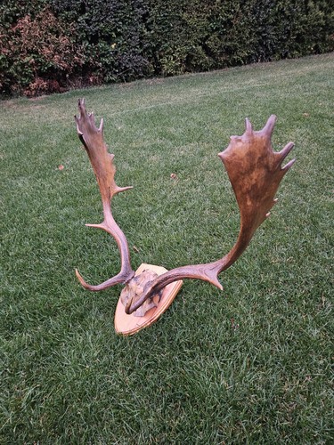 Taxidermy fallow deer - taxidermy, antlers
