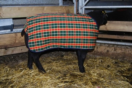 Sheep coat jacket shows - coat.,