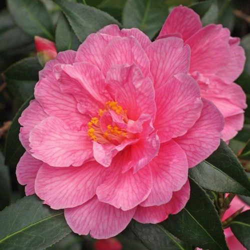 Camellia donation pot - donation, 2l
