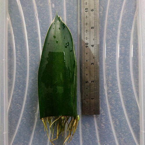 Snake plant leaf - plant, (sansevieria)
