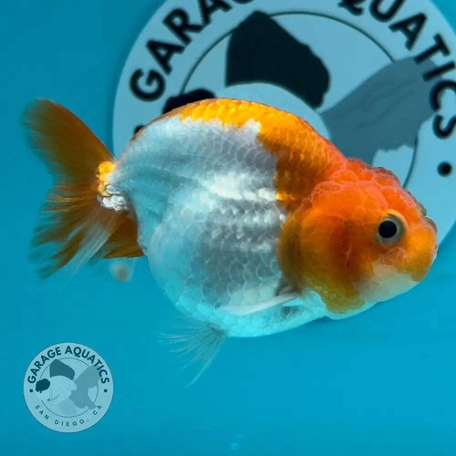 Live premium fancy goldfish - live,