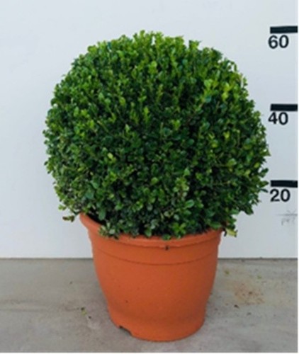 Buxus microphylla var