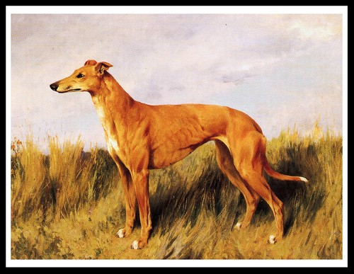 Greyhound lovely dog art print - lovely,