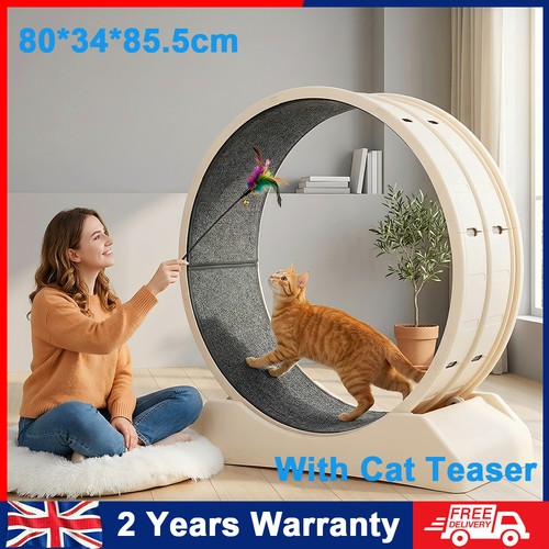 Cat exercise wheel - cat,