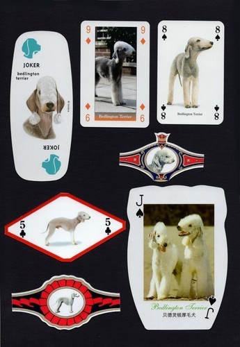 Bedlington terrier mounted set - terrier,