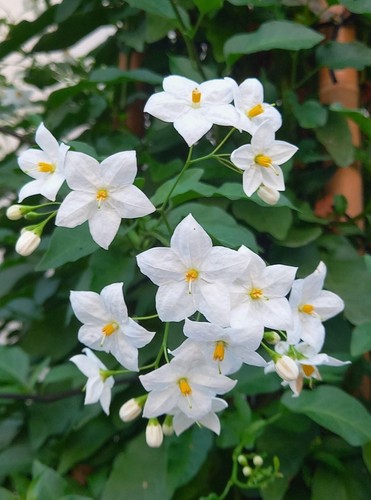 Rhs agm solanum album - rhs, album|