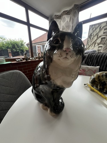 Winstanley sitting grey tabby